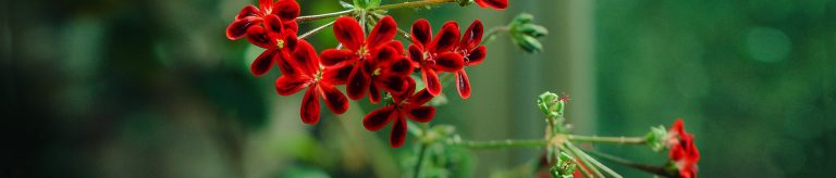 Landscape Design Construction (BTEI) Year 2